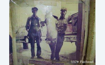 Record photograph for Pylodictis olivaris